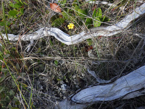 Imagem de Linum arenicola (Small) H. Winkler