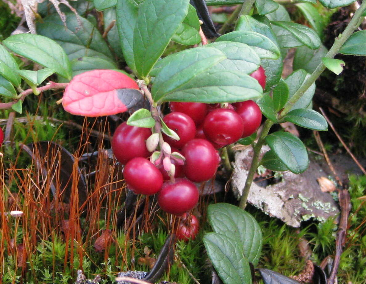 Image of lingonberry