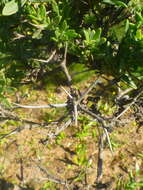 Image of Osteospermum spinosum L.