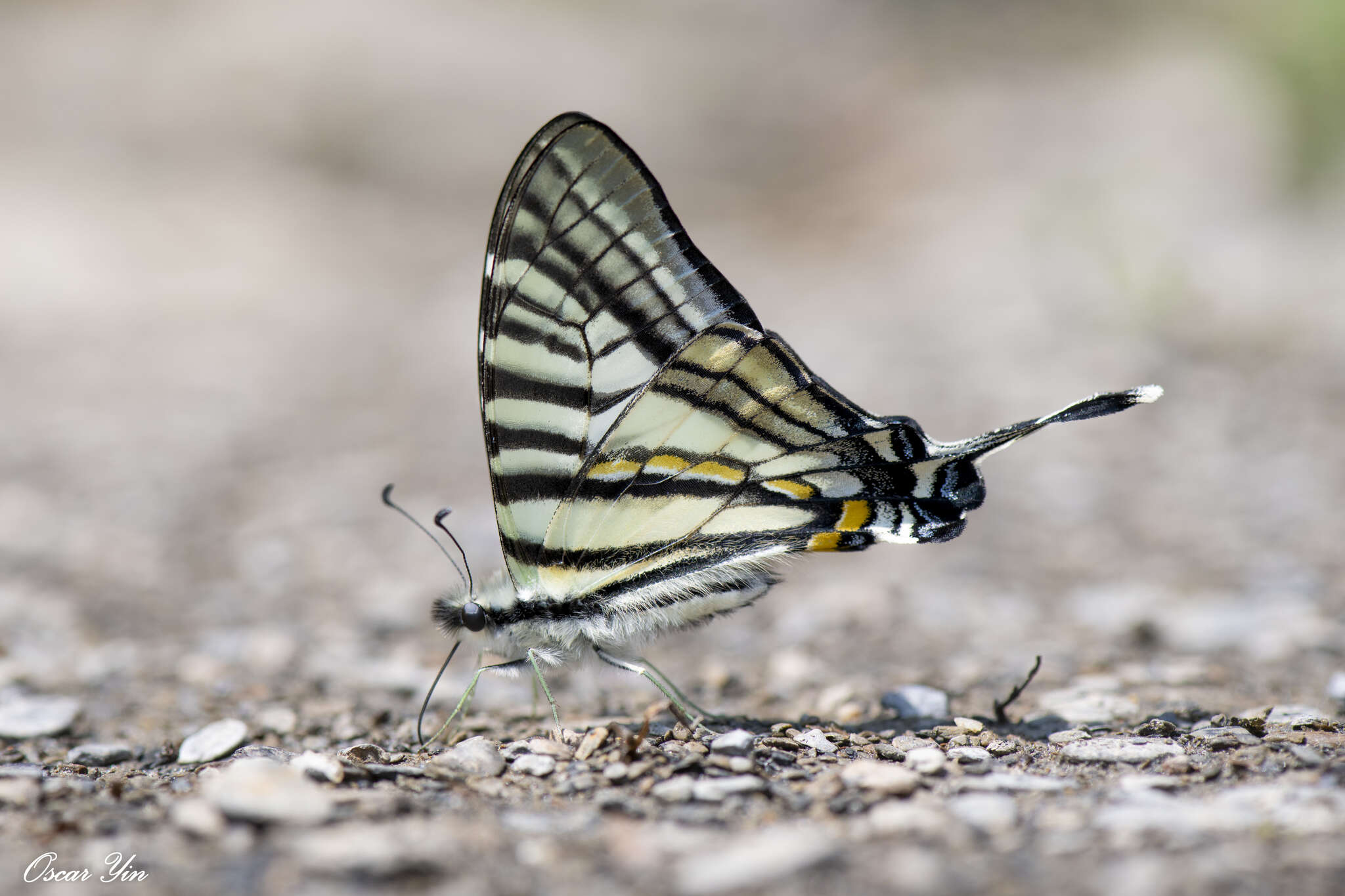 Image of <i>Graphium eurous asakurae</i>