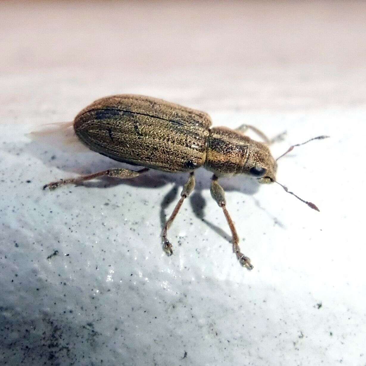 Image of Pea Leaf Weevil