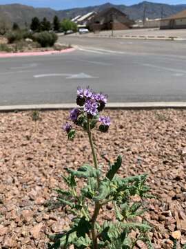 Image of gypsum phacelia