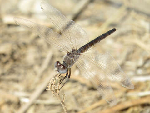 Selysiothemis Ris 1897 resmi