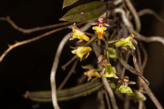 Image of Plectorrhiza beckleri