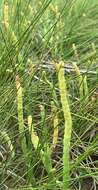 Image of Perennial Glasswort