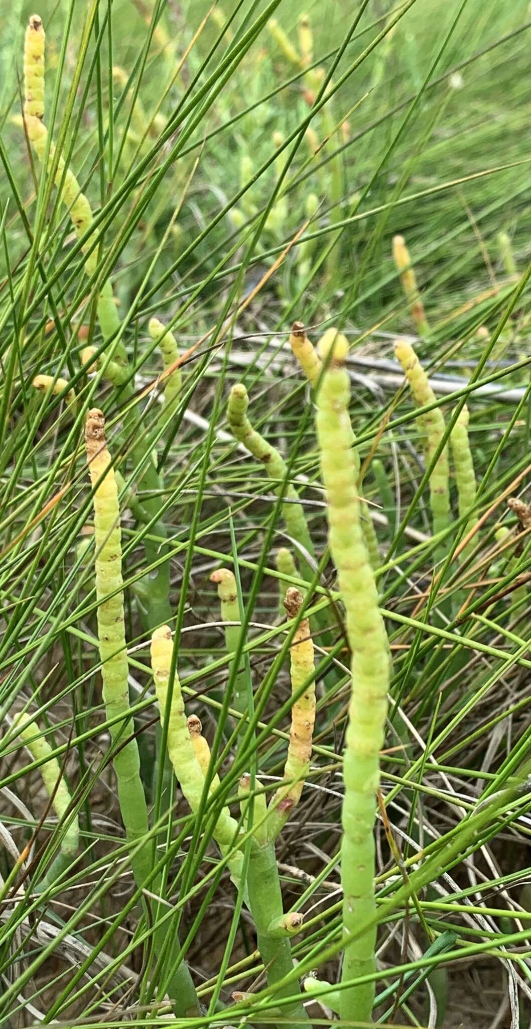 Image of Perennial Glasswort