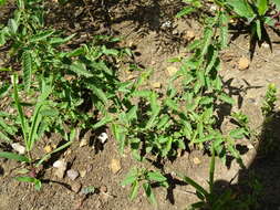 Image de Tragia betonicifolia Nutt.