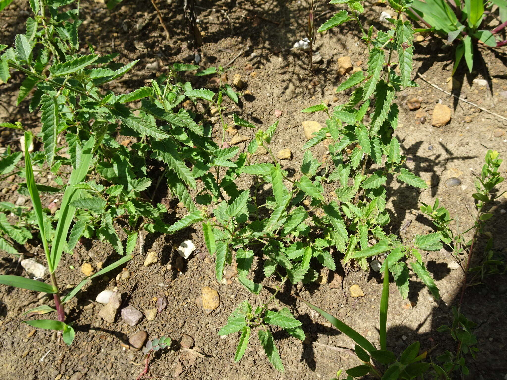 Image de Tragia betonicifolia Nutt.