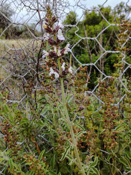 Imagem de Salvia fruticosa Mill.