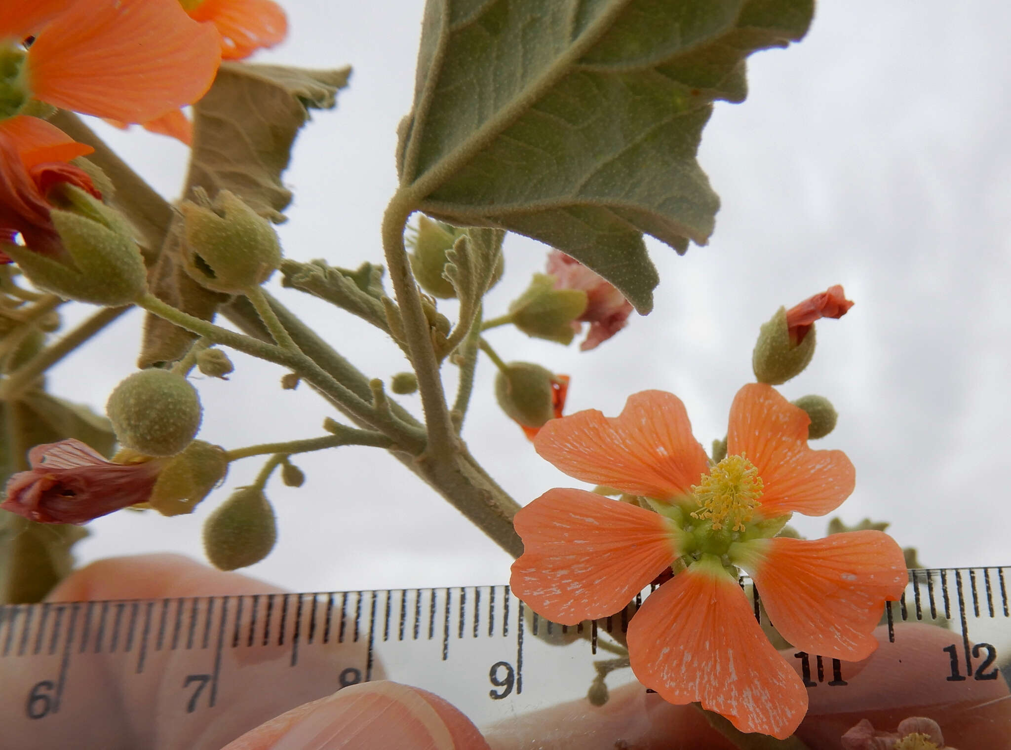 Image of gray globemallow