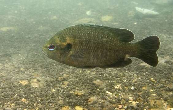 Image of Redspotted Sunfish