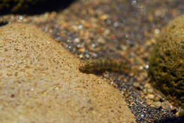 Image of Spotted Algae-eating Goby