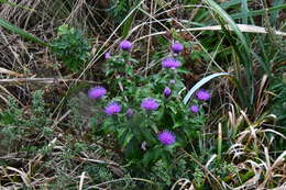 Image of Cirsium vlassovianum Fisch. ex DC.