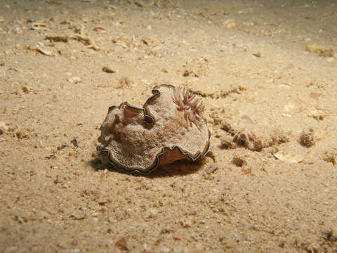 Image of Mauve green edged stocky slug