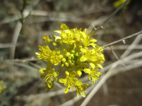 Plancia ëd Descurainia bourgaeana (E. Fourn.) Webb