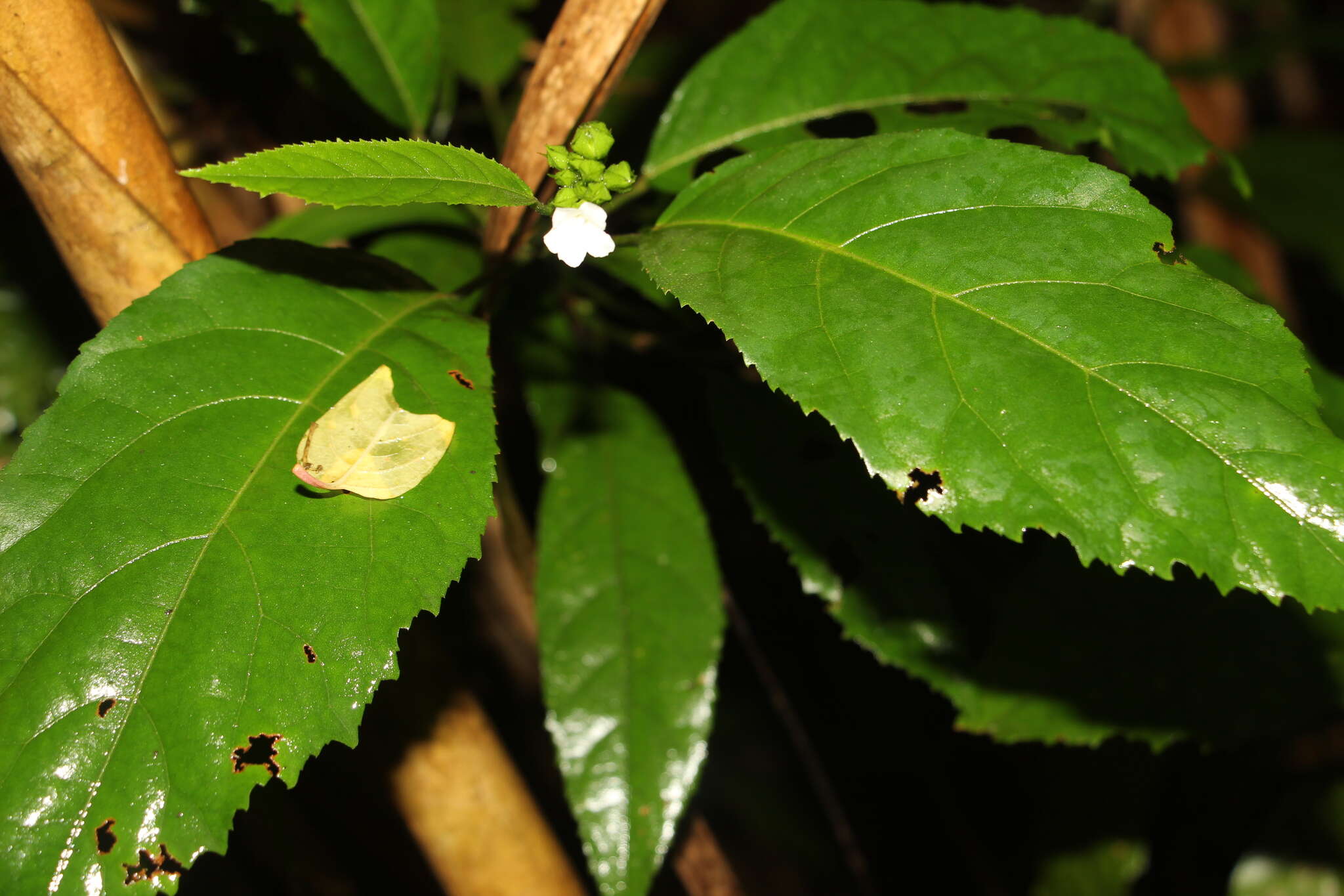 Image de Pavonia fruticosa (Mill.) Fawcett & Rendle