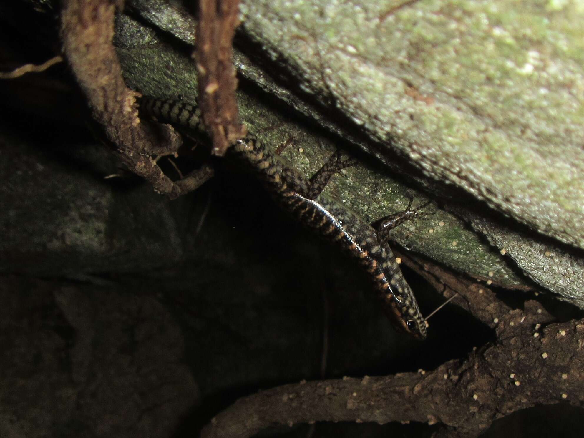 Image of Northern Barsided Skink