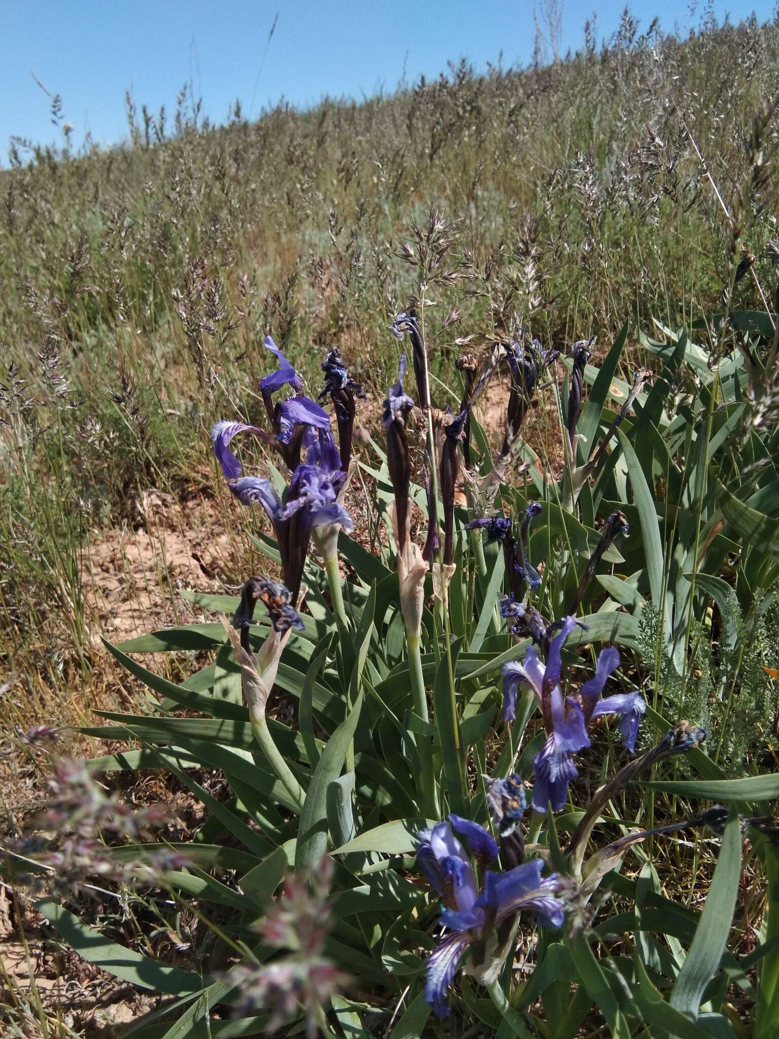 Image of Iris scariosa Willd. ex Link