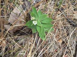 Image of Menzies' campion