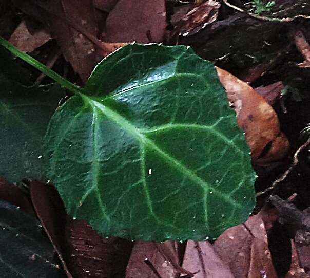 Image of Shortia rotundifolia (Maxim.) Makino