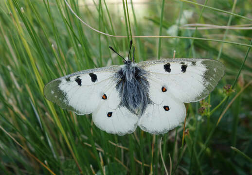 Image of Parnassius nordmanni