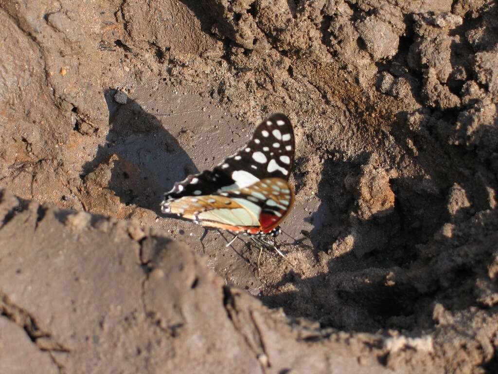 Image de Graphium angolanus (Goeze 1779)