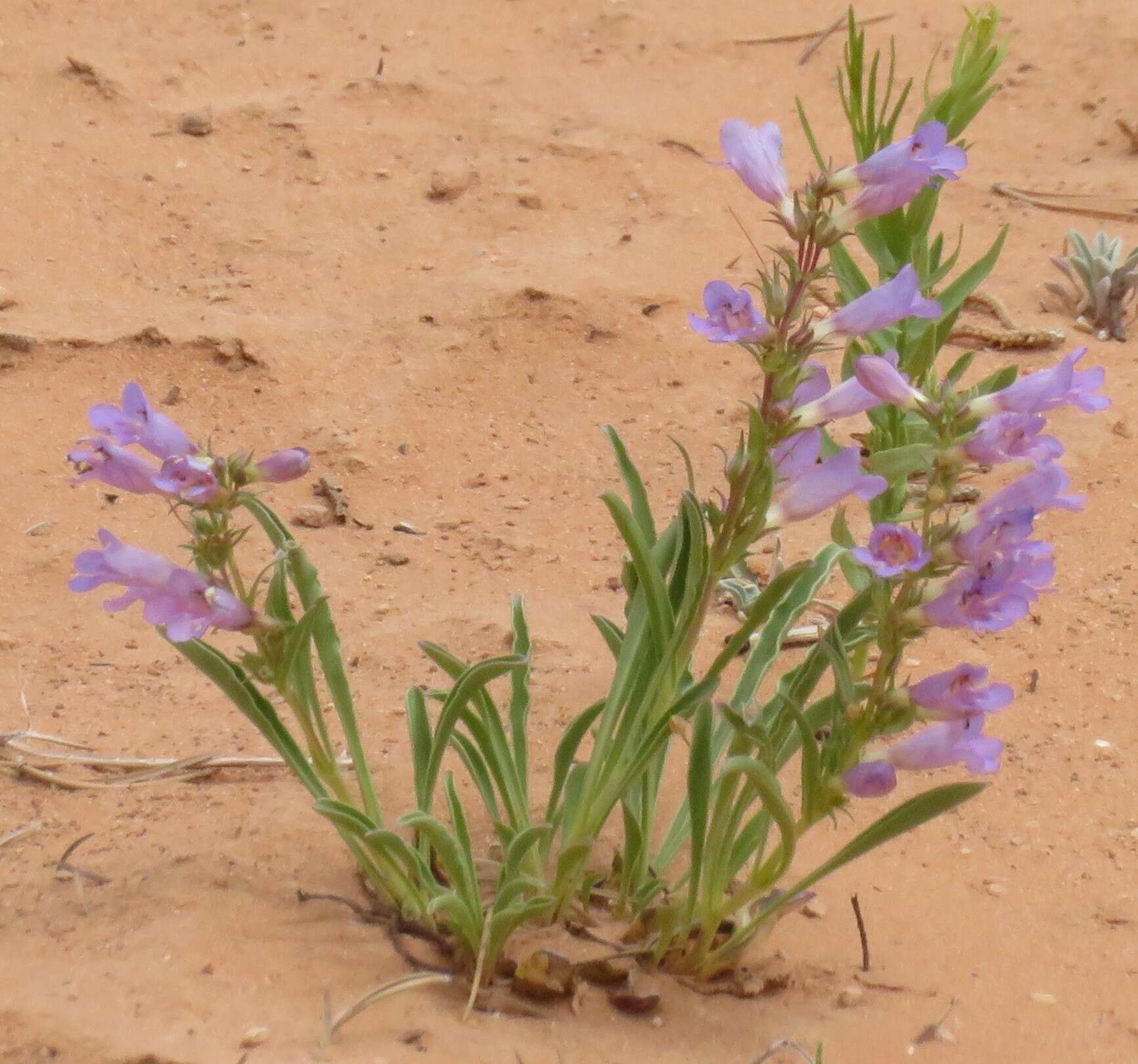 Image de Penstemon strictiformis Rydb.