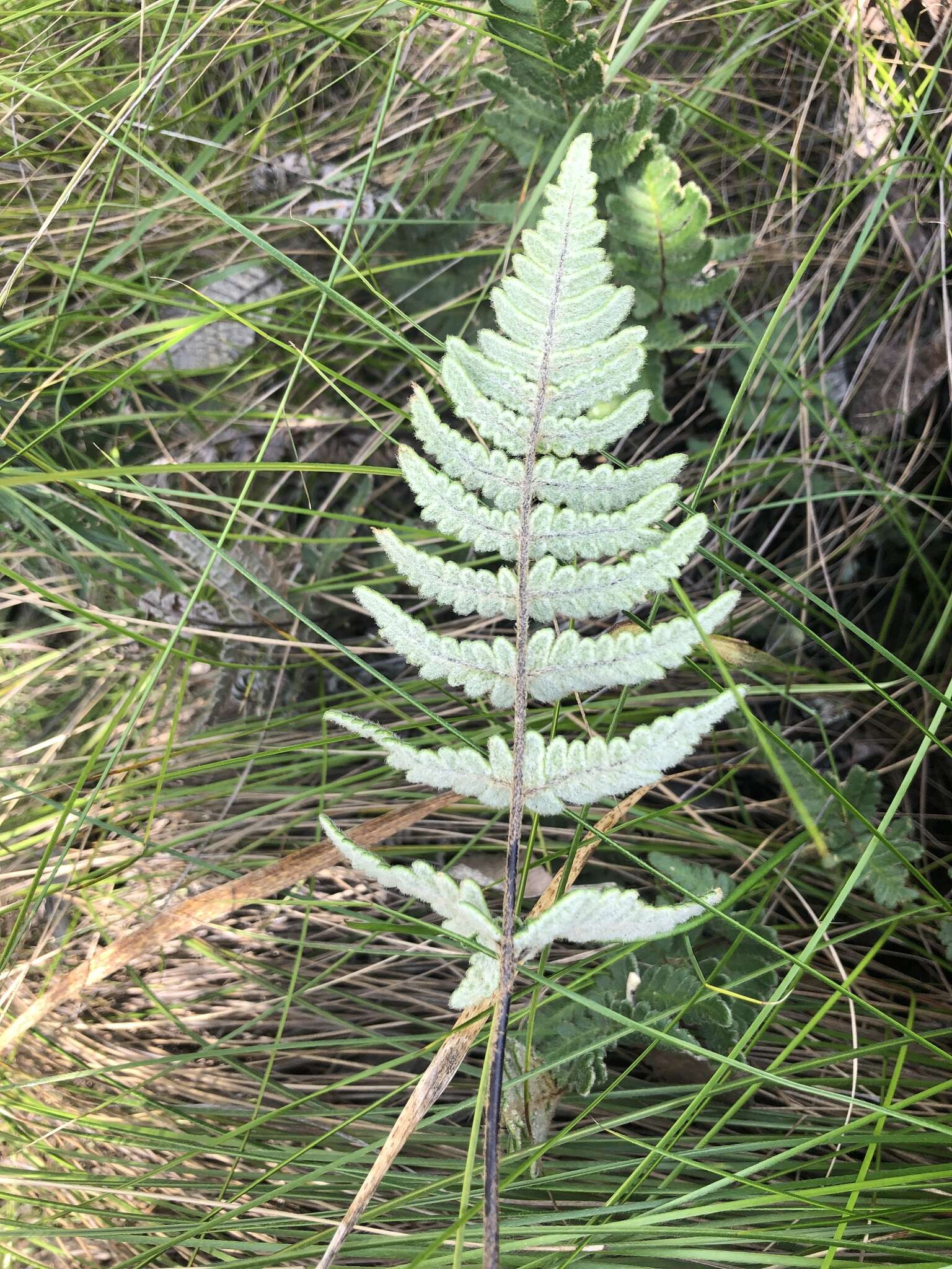 Image of Cheilanthes inaequalis (Kunze) Mett.