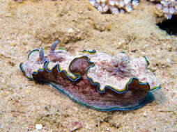 Image of Mauve green edged stocky slug