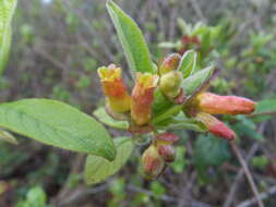 Image of twinberry honeysuckle