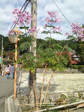 Image of Tree dahlia