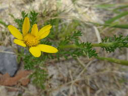 Imagem de Anacyclus radiatus Loisel.