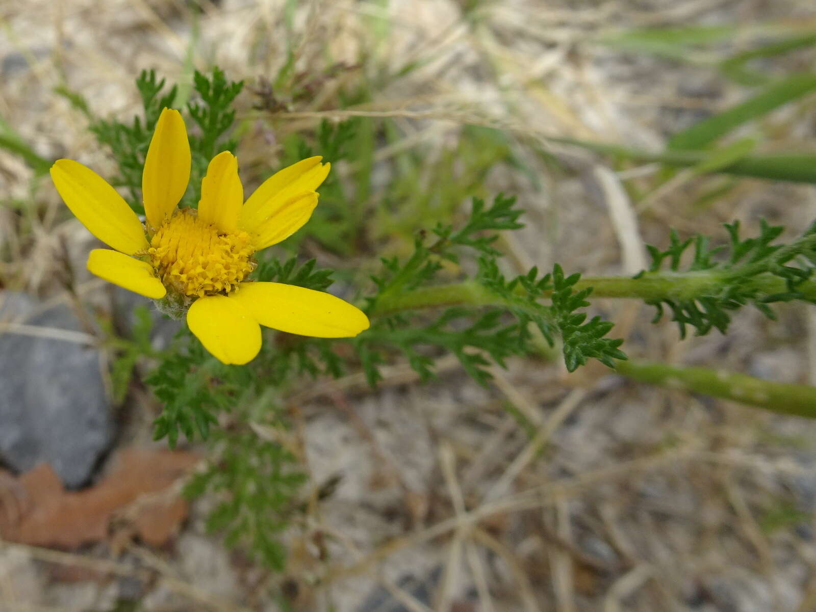 Imagem de Anacyclus radiatus Loisel.