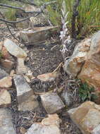 Image of Haworthia cooperi var. isabellae (Poelln.) M. B. Bayer