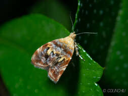 Image of Choreutis sexfasciella Sauber 1902