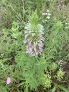 Monarda citriodora var. citriodora resmi