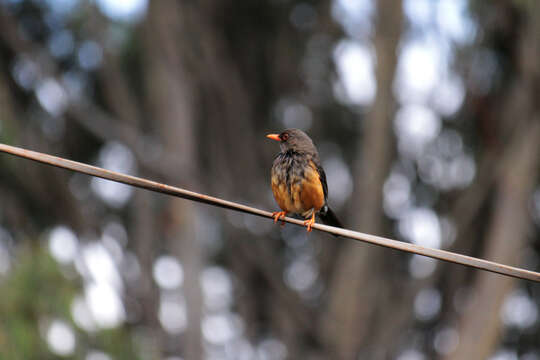 صورة Turdus abyssinicus Gmelin & JF 1789