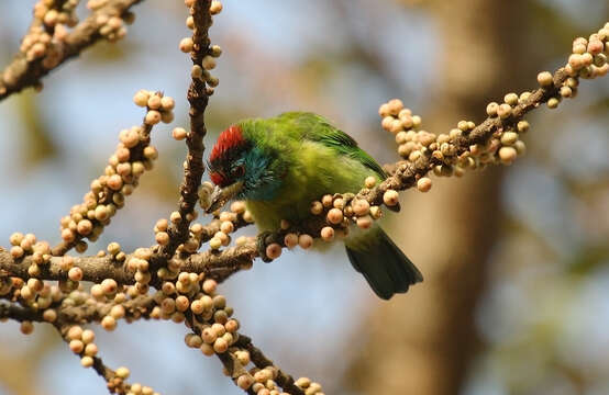 Image of Megalaima asiatica