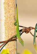 Image of Cuban green anole