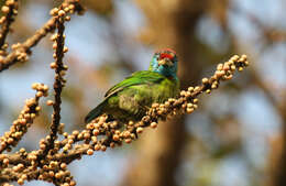 Image of Megalaima asiatica