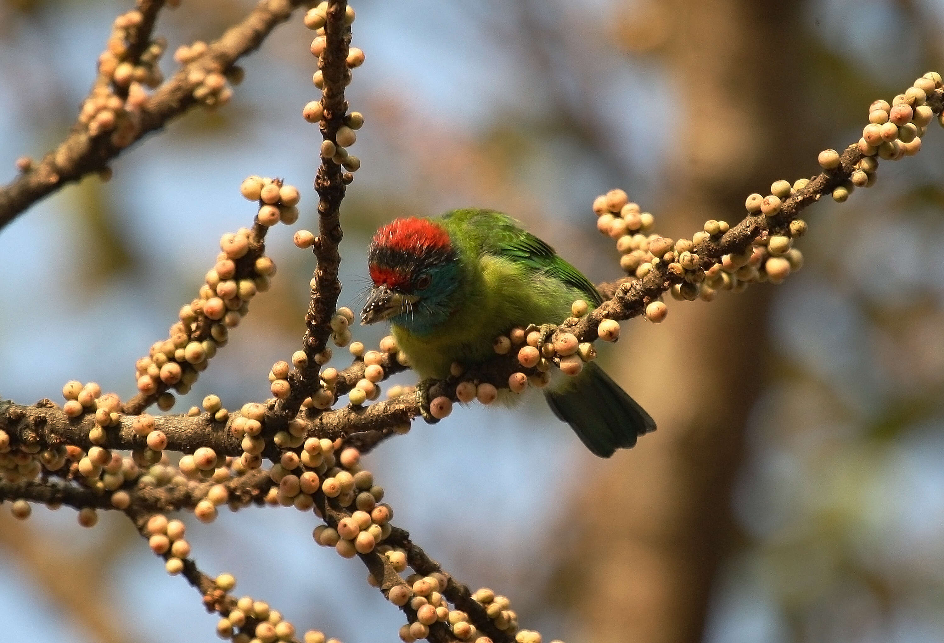 Image of Megalaima asiatica