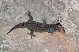 Image of Spotted Leaf-toed Gecko