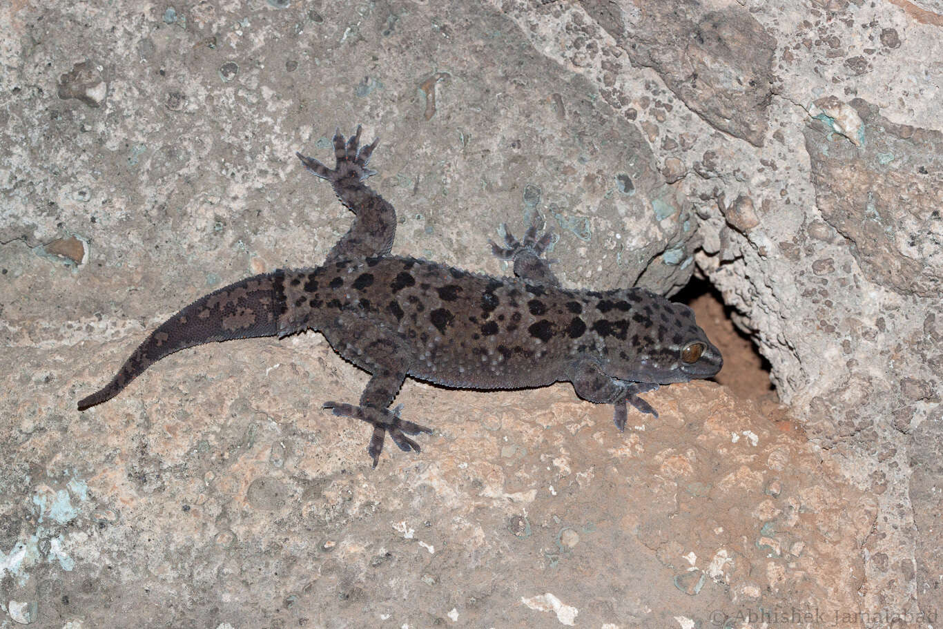 Image of Spotted Leaf-toed Gecko