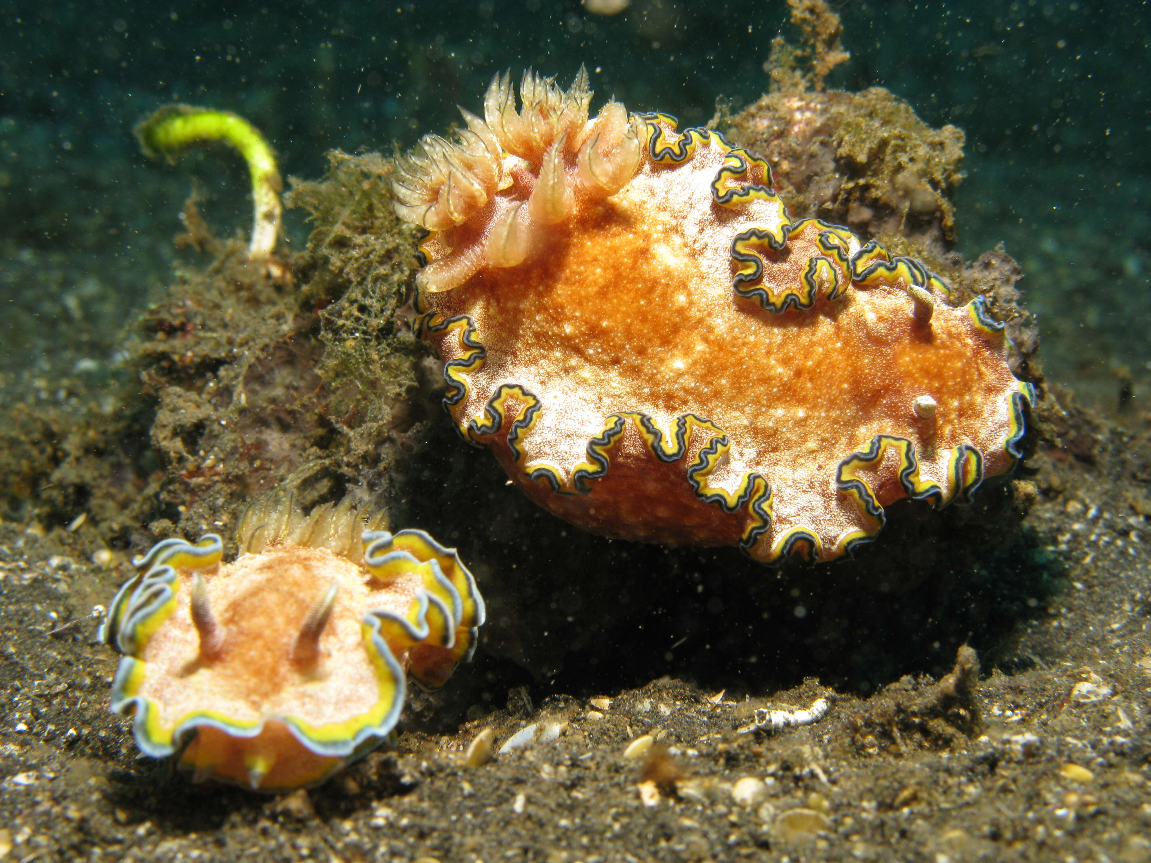 Image of Mauve green edged stocky slug