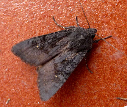 Image of black rustic