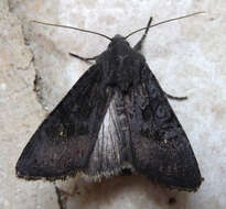 Image of black rustic