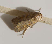 Image of beet armyworm