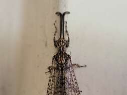 Image de Brachynemurus longicaudus (Burmeister 1839)