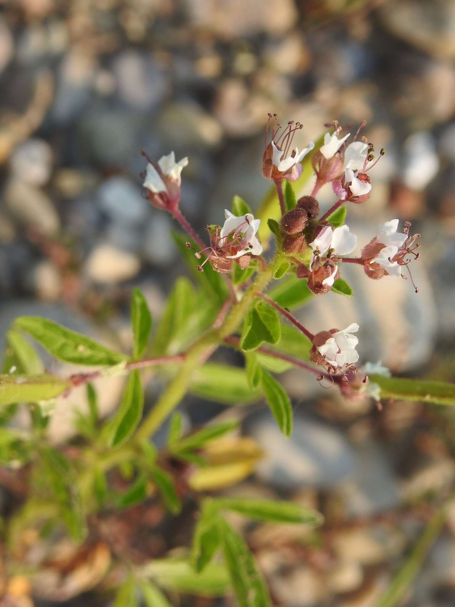 Imagem de Polanisia dodecandra subsp. dodecandra