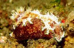 Image of Mauve green edged stocky slug